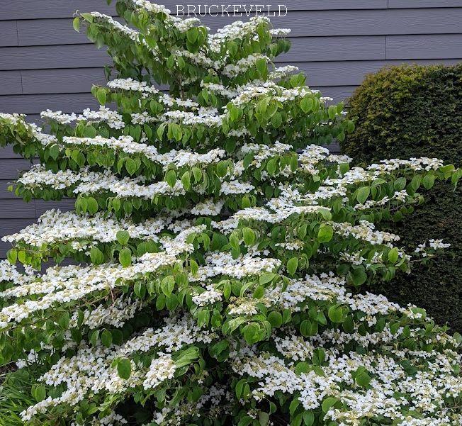 Viburnum plicatum 'Mariesii