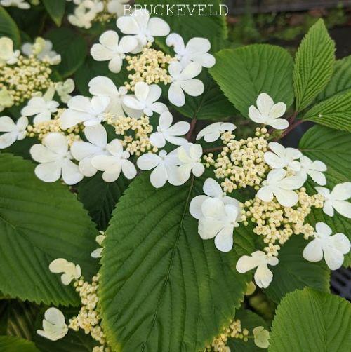 Viburnum plicatum 'Mariesii