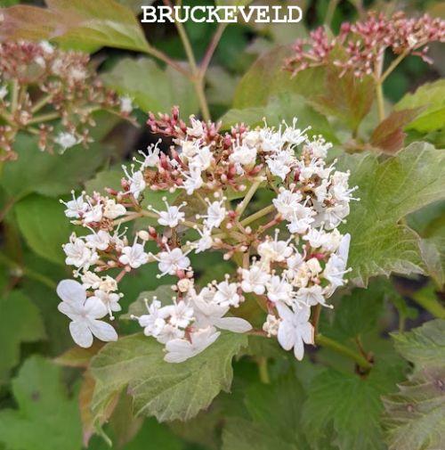Viburnum opulus 'Compactum'