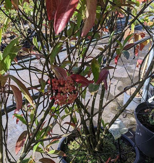 Viburnum nudum 'Pink Beauty' multistam