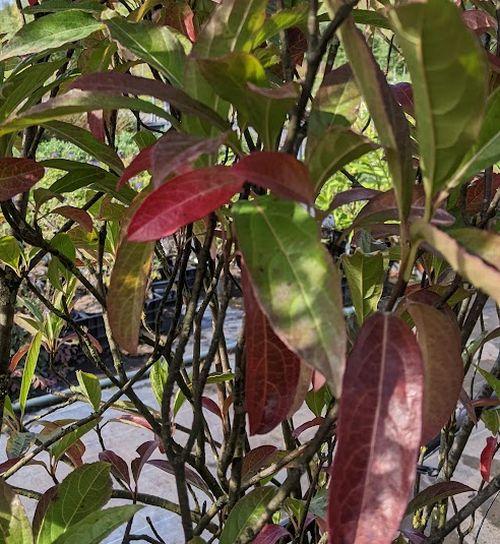 Viburnum nudum 'Pink Beauty' multistam