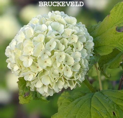 Viburnum opulus 'Roseum'