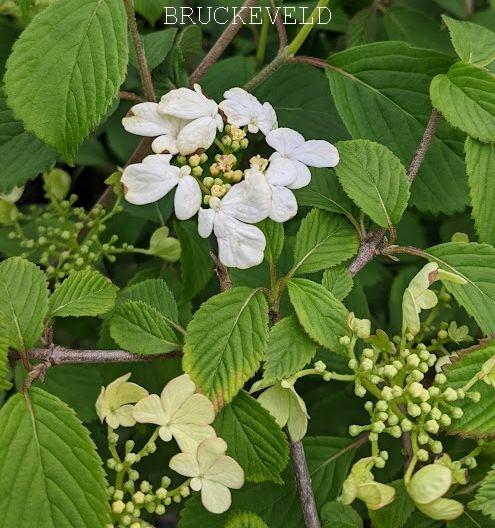 Viburnum plicatum Watanabe'