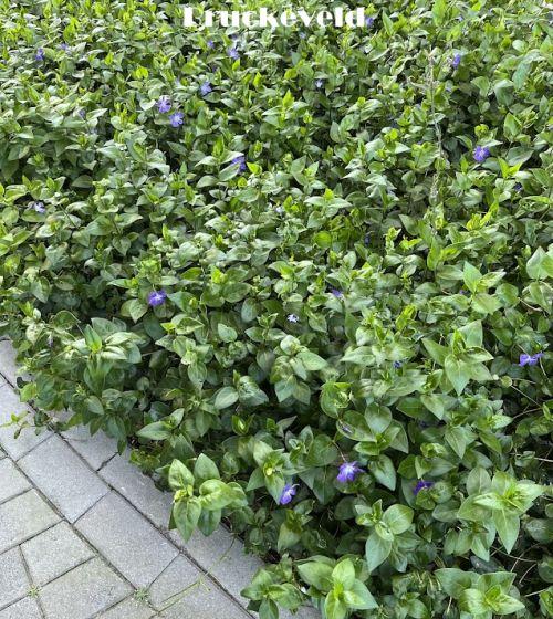 Vinca major