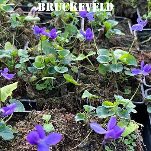 Viola odorata 'Königin Charlotte'