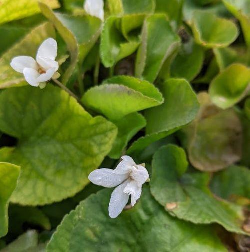 Viola odorata 'Alba' (Royal Wedding)