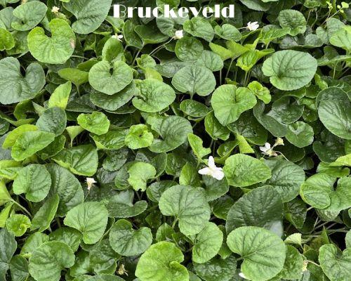 Viola odorata 'Alba' (Royal Wedding)