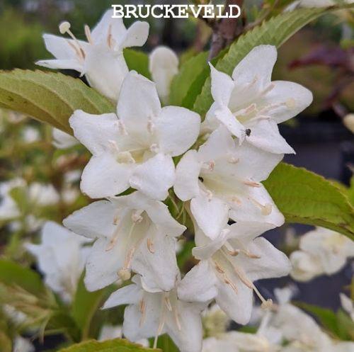 Weigela 'Candida'