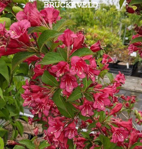 Weigela 'Eva Rathke'
