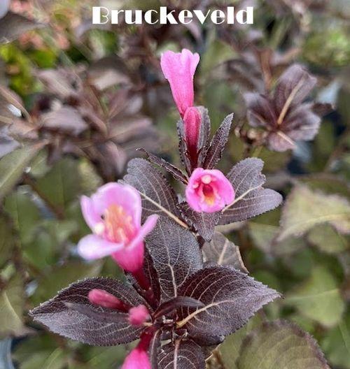 Weigela florida 'Nana Purpurea'