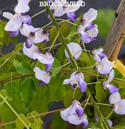 Wisteria flo. 'Multijuga'