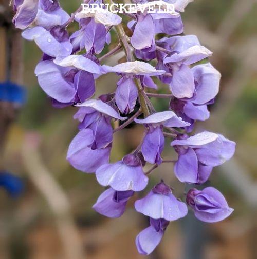 Wisteria brach. 'Okayama'