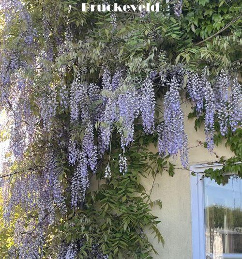 Wisteria sinensis 'Prolific'