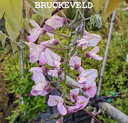 Wisteria brach. ' Showa-Bennii'