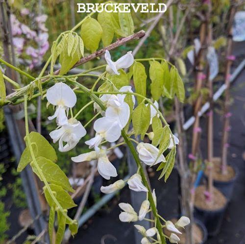 Wisteria flo. 'Snow Showers'