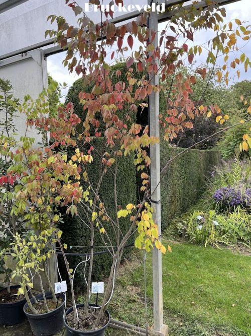 Zelkova serrata  meerstammig