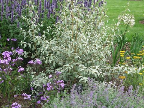 Wisley U.K. juli 2011