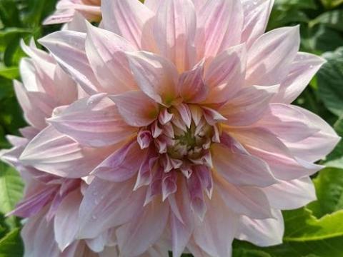 Dahlia 'Café au Lait'