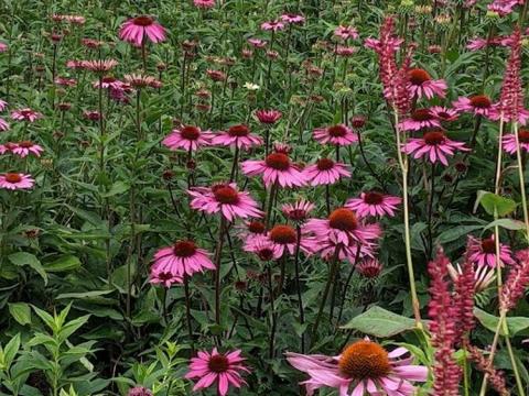 sussex prairie garden2023ch10.jpg