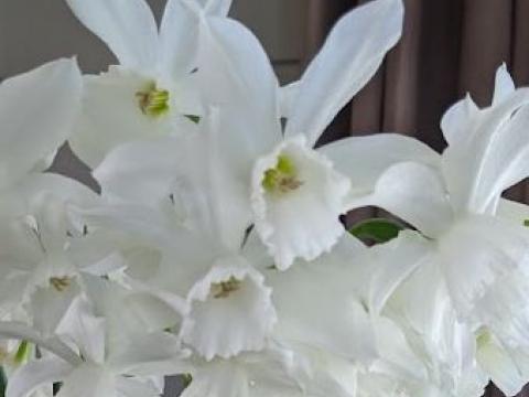 Narcissus 'Thalia' ch1.jpg