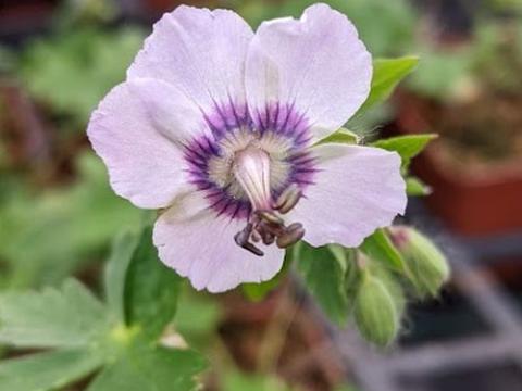 Geranium phaeum 'Wendy's Blush'ch.jpg