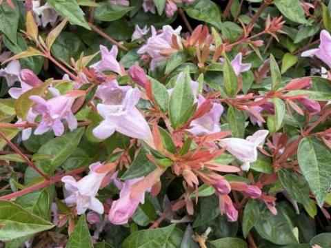 Abelia  gra. 'Edward Goucher'