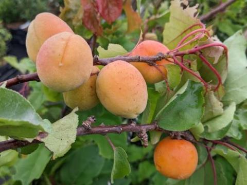 Abrikoos  Prunus armeniaca 'Bergeron'