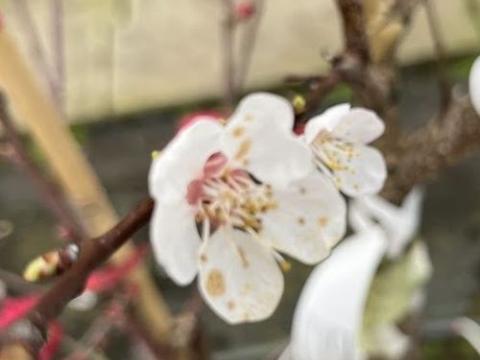 Abrikoos  Prunus armeniaca 'Hongaarse'