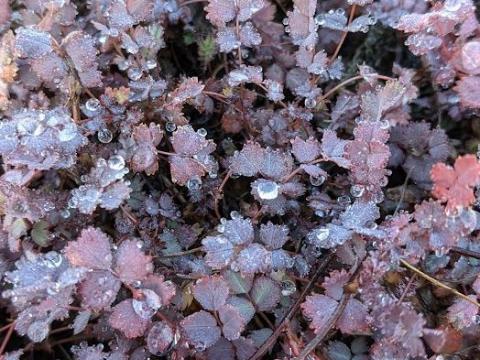 Acaena inermis 'Purpurea'