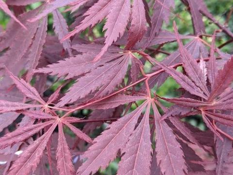 Acer palmatum 'Atropurpureum'