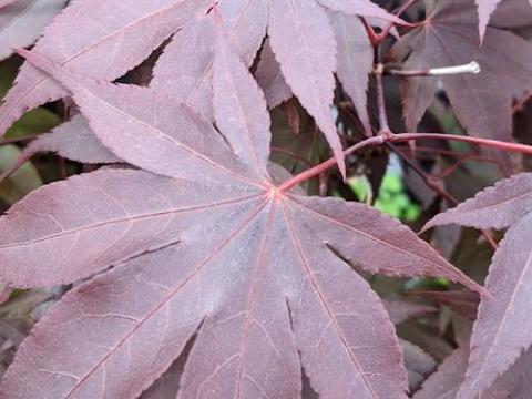 Acer palmatum 'Bloodgood'