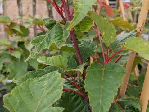 Acer capillipes MEERSTAMMIG