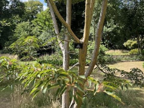 Acer davidii 'Serpentine'