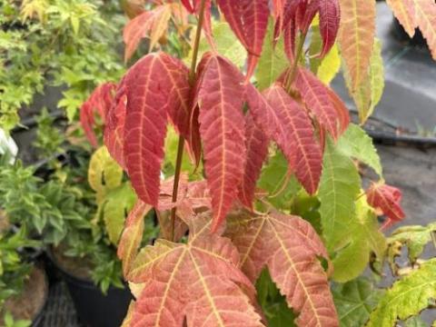 Acer palmatum 'Matsumurae'