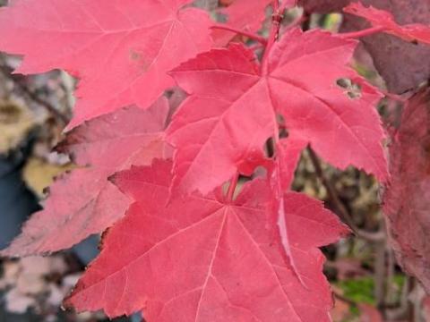 Acer rubrum 'Red Sunset'