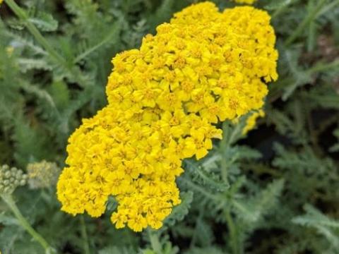 Achillea 'Little Moonshine' ®