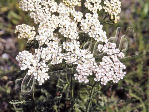 Achillea millefolium (wild form)