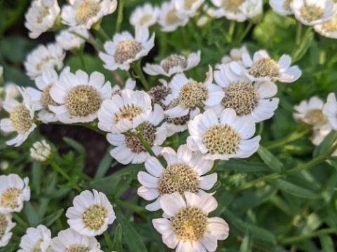 Achillea ptarmica 'Nana Compacta'
