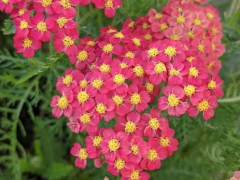 Achillea millefolium 'Paprika'