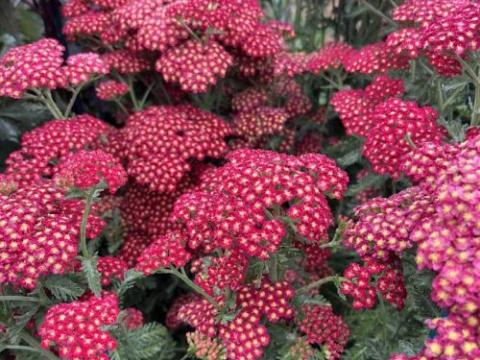Achillea 'S.S. Sangria'