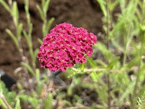 Achillea 'S. S. 'Taffy'