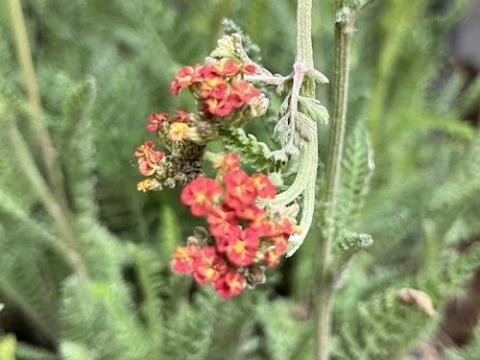 Achillea 'S.S. Sunset'