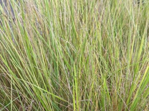 Achnaterum splendens (Stipa)
