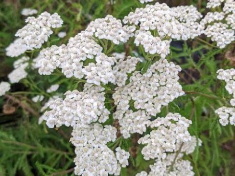 Achillea millefolium 'White'
