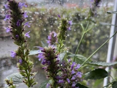 Agastache 'Beelicious Purple'