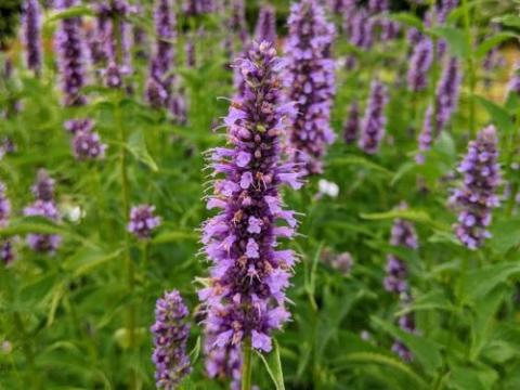 Agastache 'Black Adder'