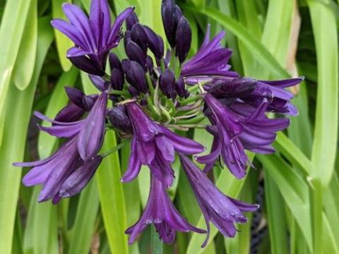 Agapanthus 'Black Jack'