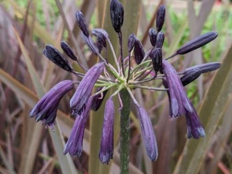 Agapanthus 'Black Magic'