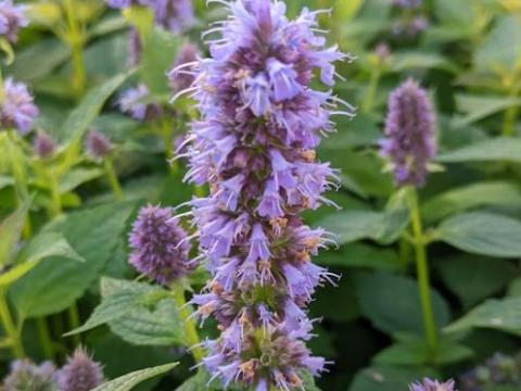Agastache 'Blue Fortune'