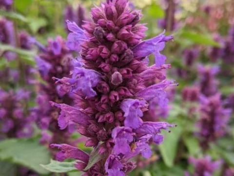 Agastache 'Blue Boa' PBR